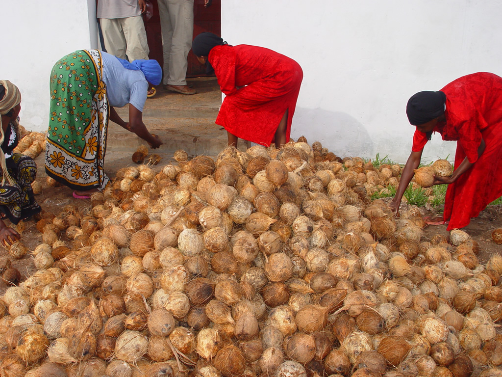 harvesting_coconuts